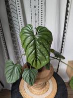 Philodendron sp. Colombia, Huis en Inrichting, Kamerplanten, Ophalen, Halfschaduw, Minder dan 100 cm