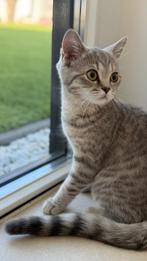 Britse korthaar kitten british short hair, Dieren en Toebehoren, Katten en Kittens | Overige Katten