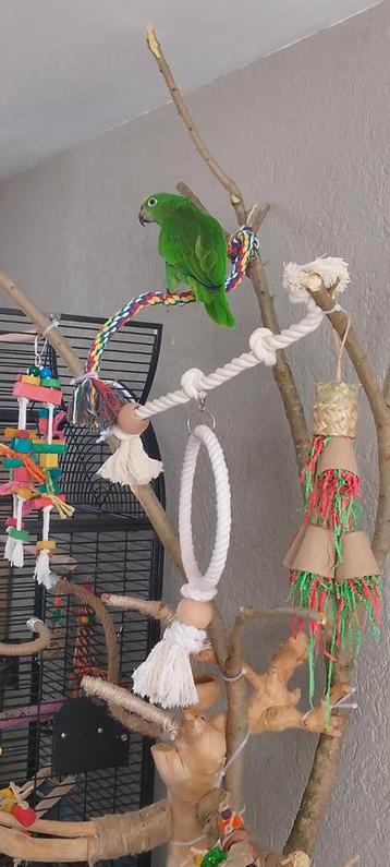 Geel hoofd amazone beschikbaar voor biedingen