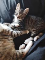 Lieve kruising Ragdoll kittens, Dieren en Toebehoren, Meerdere dieren, Kortharig, 0 tot 2 jaar