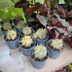 Euphorbia meloformis variegated, Ophalen of Verzenden, Cactus, Volle zon, Minder dan 100 cm