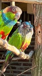 Pyrrhura picta, Dieren en Toebehoren, Meerdere dieren, Parkiet, Geringd