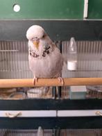 Engelse parkiet, Dieren en Toebehoren, Vogels | Parkieten en Papegaaien, Vrouwelijk, Parkiet, Geringd