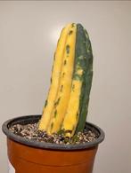 Zeldzame San Pedro Variegata Cactus, Cactus, Minder dan 100 cm, Ophalen of Verzenden, Halfschaduw