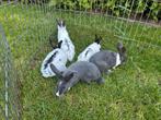 7 jonge konijntjes, Dieren en Toebehoren, Konijnen, Meerdere dieren, Middelgroot