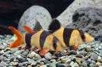 Botia macrantha - Clown Botia - slakken eter - Koidream, Vis, Zoetwatervis