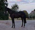 Te koop 3   3 jarige hengsten, Dieren en Toebehoren, Hengst, Dressuurpaard, 0 tot 2 jaar