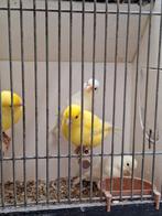 Dominant witte kanaries, Dieren en Toebehoren, Vogels | Kanaries, Meerdere dieren, Kleurkanarie