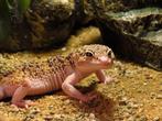 Gezocht, luipaardgekko., Hagedis, Tam, 3 tot 6 jaar