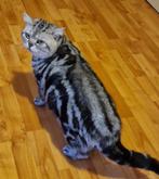 Britse korthaar kater te koop, Dieren en Toebehoren, Katten en Kittens | Raskatten | Korthaar, Kater, Gechipt, 3 tot 5 jaar