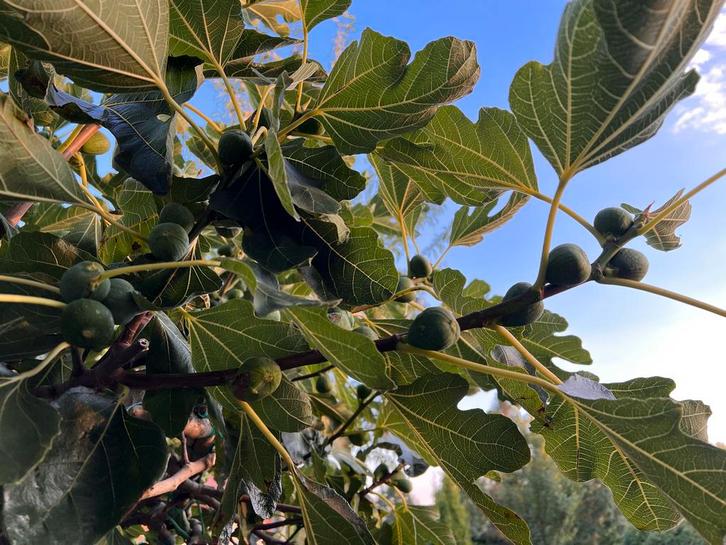 Vijgenboom leiboom dakvijg 30-40cm ontdek, Tuin en Terras, Planten | Bomen, Overige soorten, 100 tot 250 cm, Volle zon, Bloeit niet