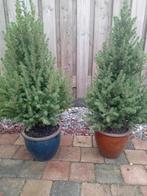 Conifeer in pot - Ideaal voor tuin of terras! Twee stuks.apa, Tuin en Terras, Planten | Bomen, In pot, Bloeit niet, Halfschaduw