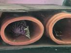 L236, Dieren en Toebehoren, Vissen | Aquariumvissen, Vis