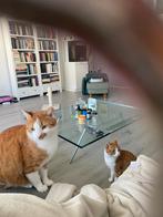 Liefste katten ooit, Kater, Kortharig, 3 tot 5 jaar