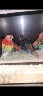 Goed bewezen koppel rosella.s., Dieren en Toebehoren, Meerdere dieren, Parkiet, Geringd