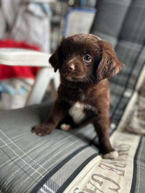 Nog 2 prachtige dames met pomhaar mogen t nestje verlaten!, Dieren en Toebehoren, Honden | Chihuahua's en Gezelschapshonden, Meerdere dieren