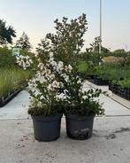 Lagerstroemia, Ophalen of Verzenden
