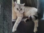 Ongecastreerde BKH zoekt een andere huis!, Dieren en Toebehoren, Katten en Kittens | Raskatten | Korthaar, Kater