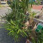 Trachycarpus fortunei multy Palmboomen, Ophalen