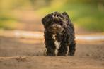 Boompoo puppies uit geteste ouders!, Dieren en Toebehoren, Honden | Chihuahua's en Gezelschapshonden, Parvo, Overige rassen, 8 tot 15 weken