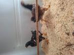 Trio wyandotte groot rood porselein, Meerdere dieren, Kip