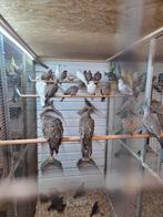 Bronsvleugel duiven, Dieren en Toebehoren, Vogels | Duiven, Meerdere dieren, Overige soorten