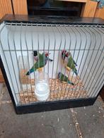 Jonge Gouldamadines 5 stuks Maart 2025 natuurbroed koudkweek, Meerdere dieren, Tropenvogel