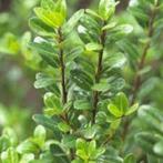 Buxus vervanger (Ilex crenata 'Caroline Upright'), Ophalen, Buxus, Minder dan 100 cm
