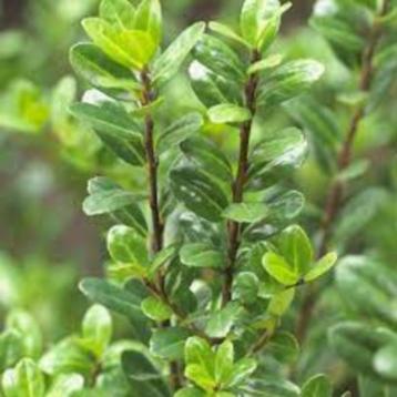 Buxus vervanger (Ilex crenata 'Caroline Upright') beschikbaar voor biedingen