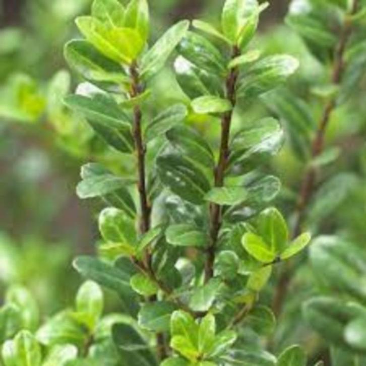 Buxus vervanger (Ilex crenata 'Caroline Upright'), Tuin en Terras, Planten | Struiken en Hagen, Buxus, Minder dan 100 cm, Ophalen