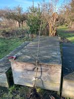 Pitloze Mispel ‘Apyrena’, Ophalen of Verzenden, Minder dan 100 cm, Overige soorten, Zomer