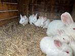 nieuwe witte zeelanders, Dieren en Toebehoren, Konijnen, Geslacht onbekend, Middelgroot, 0 tot 2 jaar
