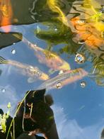 koikarpers, Dieren en Toebehoren, Vissen | Vijvervissen, Karper of Koi