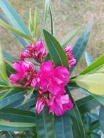 Nerium oleander Geant des Batailles,  meervoudige Rose bloem, Ophalen of Verzenden, Zomer, Overige soorten, Volle zon