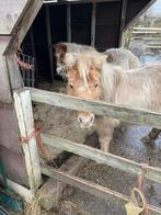 Gratis ponies verzorgen, Ophalen of Verzenden