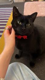 Binnen Poes, (ongeveer) 4 jaar, gesteriliseerd, lees bio!, Dieren en Toebehoren, Katten en Kittens | Overige Katten, Poes