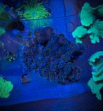 Poliocipora koraal, Vis, Zoutwatervis