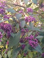Grote takken Caliparca ,paarse bes., Tuin en Terras, Planten | Fruitbomen, Ophalen, Minder dan 100 cm, Overige soorten, Lente