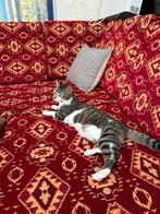 Lieve Kat Zoekt Nieuw Thuis!, Dieren en Toebehoren, Katten en Kittens | Overige Katten, Kater