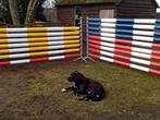 Springbalken eventinghindernissen bloembakken, Dieren en Toebehoren, Ophalen, Nieuw