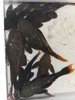 8x cactuspleco L600 en L114, Dieren en Toebehoren, Vis