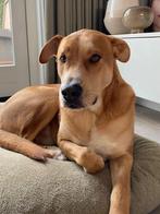 Aangeboden lieve hond Max!, Dieren en Toebehoren, 6 jaar of ouder, Particulier, Reu, Buitenland