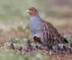 Europese Patrijs, Mannelijk, Wildzangvogel
