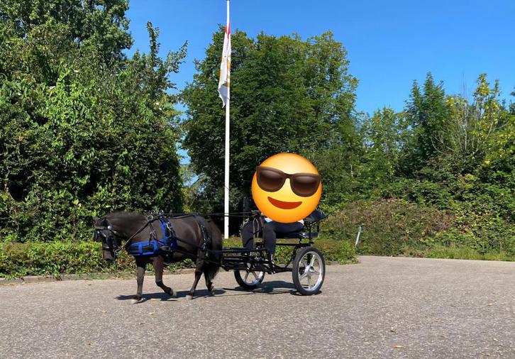 Super lieve beleerde (men)shetlander ruin, Dieren en Toebehoren, Pony's, Ruin, A pony (tot 1.17m)