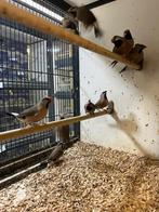 Spitsstaartamadine I veel keuze uit tropische vogels, Dieren en Toebehoren, Vogels | Kanaries, Meerdere dieren, Kleurkanarie