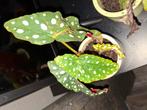 Begonia Maculata - goed gewortelde plant, Huis en Inrichting, Ophalen, Overige soorten, Halfschaduw, Minder dan 100 cm