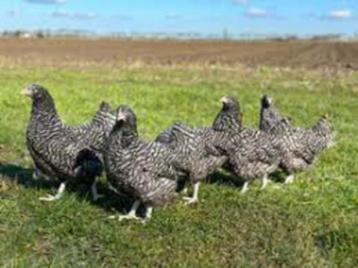 Mechelse Koekoek kippen. beschikbaar voor biedingen
