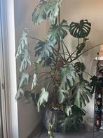 Grote Monstera Deliciosa, Ophalen, 200 cm of meer, Overige soorten, Halfschaduw