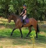 Allround betrouwbaar paard kwpn ruin., Dieren en Toebehoren, Paarden, Gechipt, Ruin, L, 11 jaar of ouder