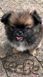 Peek a pom pups, Dieren en Toebehoren, Overige rassen, 8 tot 15 weken, Meerdere, Meerdere dieren